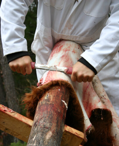 How to Tan a Hide with Fur